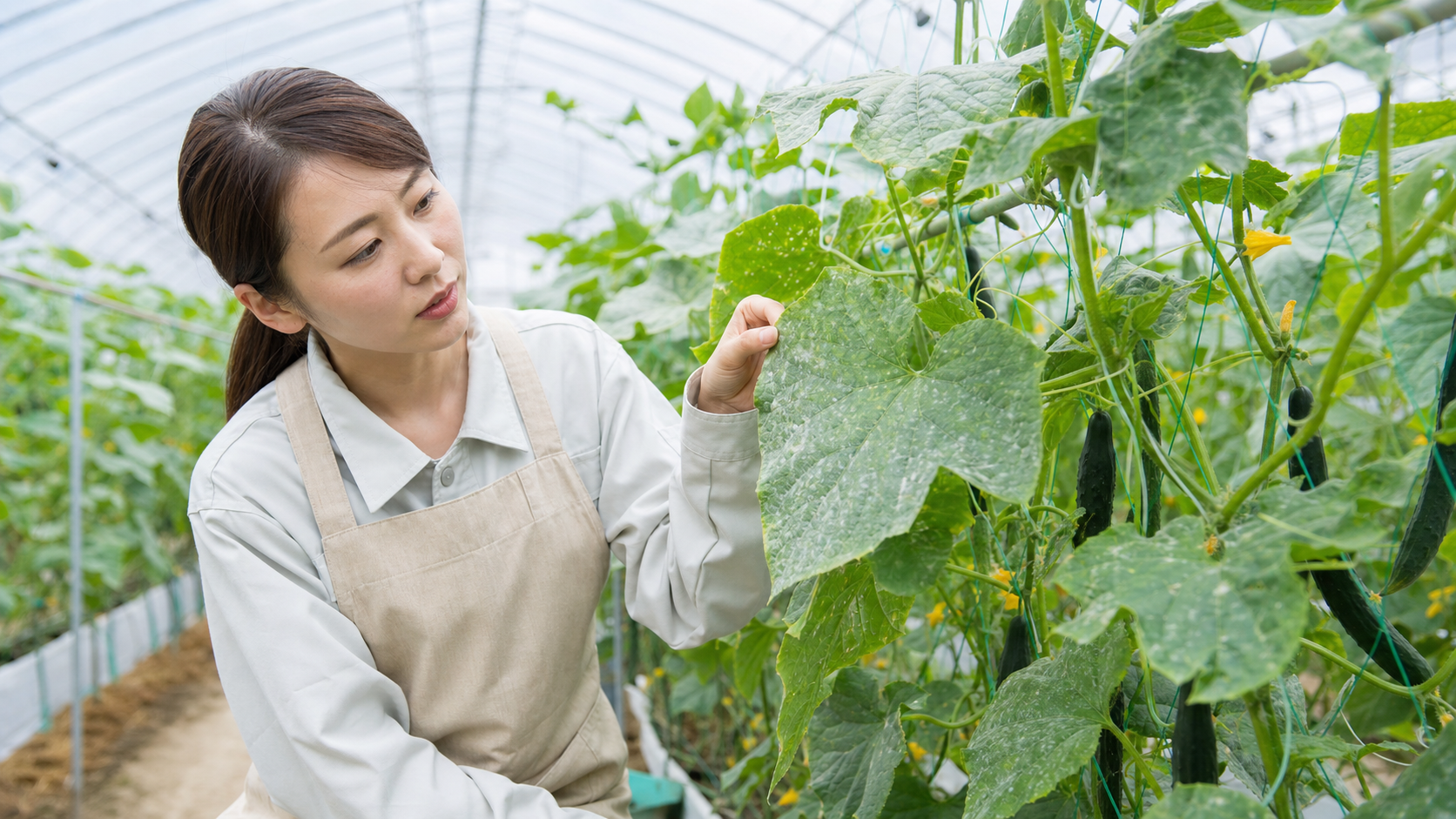 きゅうり 葉っぱ 白い原因はうどんこ病の見分け方と家庭菜園でできる対策 症状を見分ける最初のポイント