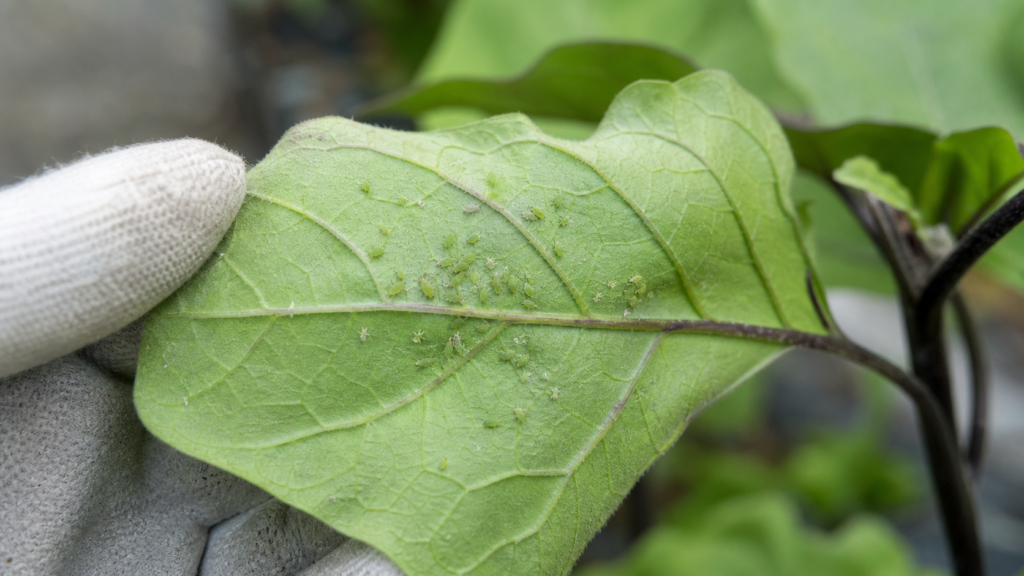 12 aphids under vegetable leaf