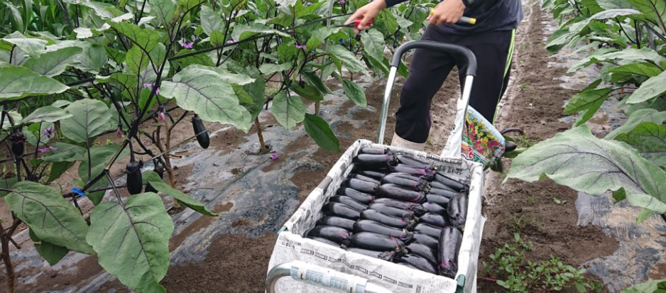 なす 苗の選び方と植え付け時期｜初心者でも失敗しにくい育て方を解説