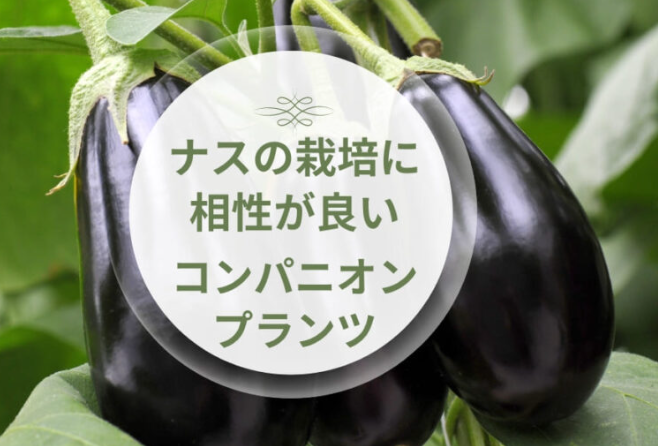 なす コンパニオンプランツのおすすめは？相性の良い野菜・ハーブ・花と植え方を解説