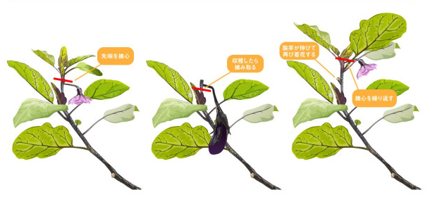 なす 追肥 どこにまくのFAQとまとめ
