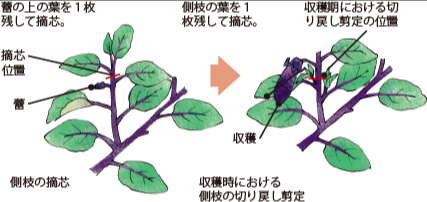 なす 苗 間隔 プランターのFAQとまとめ
