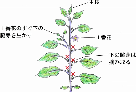 家庭菜園でできる対策