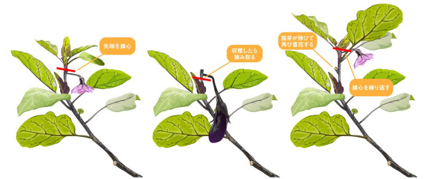 わき芽が多く、どれを取るべきか分からない主な原因