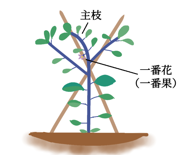 なす わき芽 どれを取るで最初に見るポイント