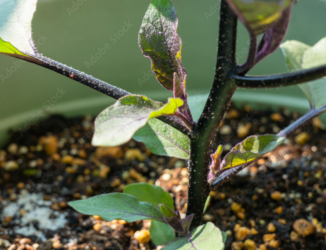 なす 植え付け 深さのFAQとまとめ