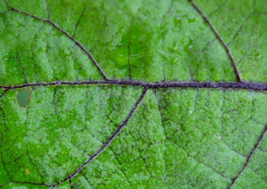 苗をどの深さで植えればいいか迷う主な原因