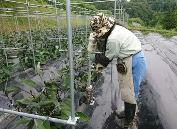 家庭菜園でできる対策