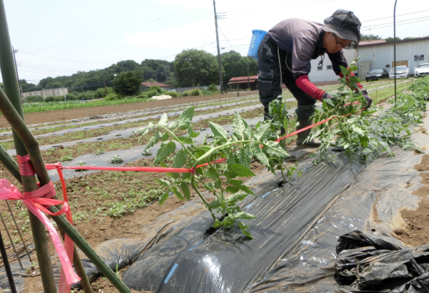 苗がひょろ長く伸びて倒れやすい主な原因