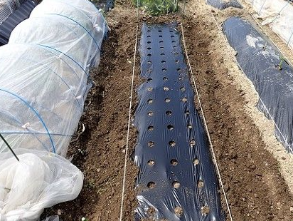 なす 苗 徒長 植え付けで最初に見るポイント