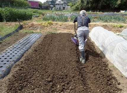 なす 根腐れ 症状で最初に見るポイント