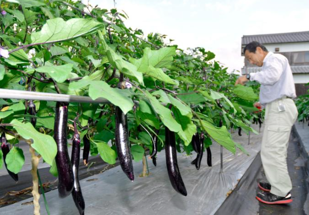 なす 青枯病 見分け方で最初に見るポイント