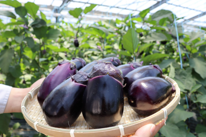 なす マルチ 必要 家庭菜園で最初に見るポイント