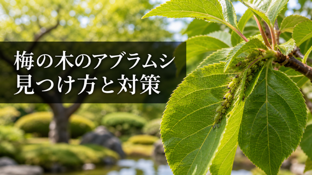 梅の木のアブラムシ 見つけ方と対策