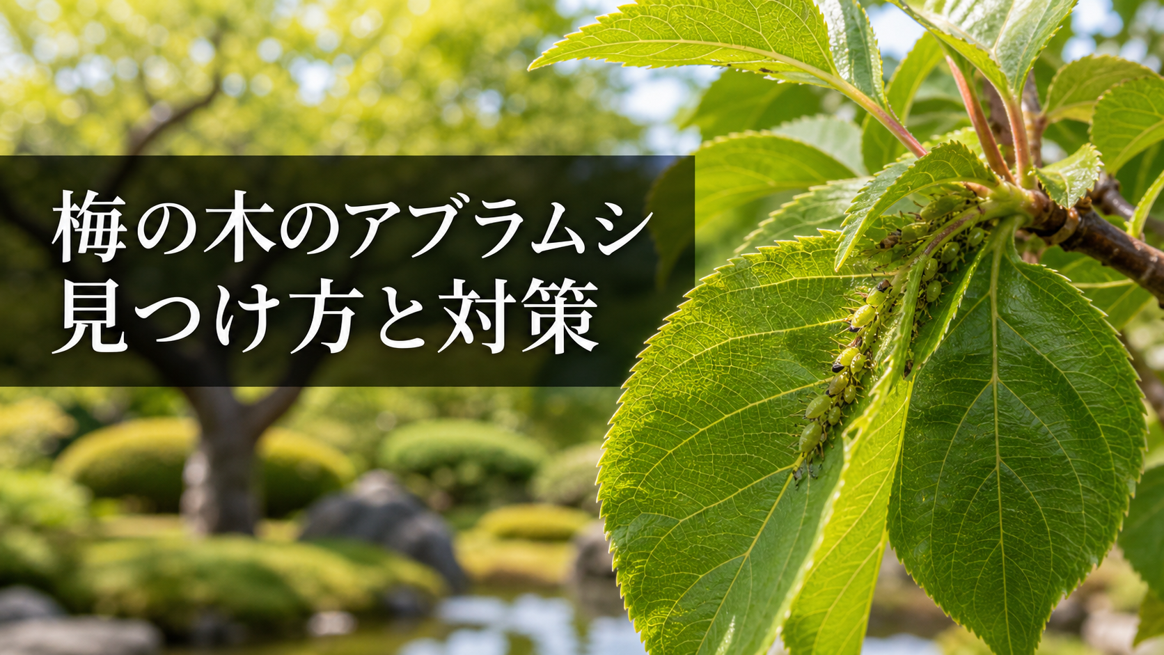梅の木のアブラムシ対策｜見つけ方・農薬を使う前の確認ポイント